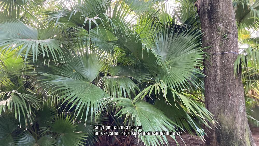 Photo of Chinese Fan Palm (Livistona chinensis) uploaded by GigiPlumeria