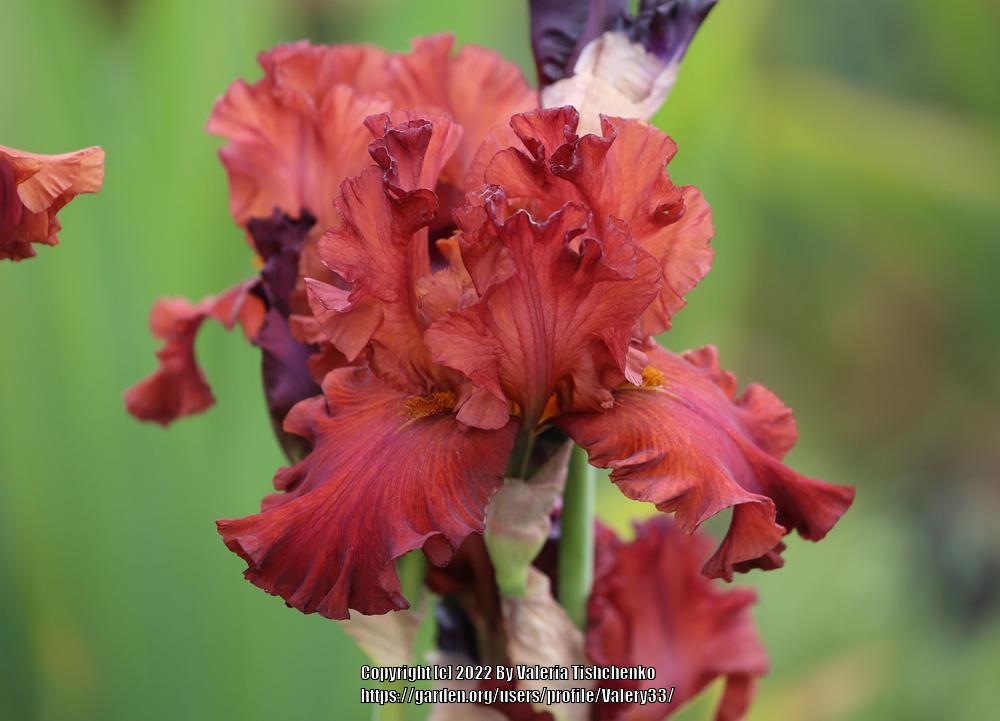 Photo of Tall Bearded Iris (Iris 'Bev') uploaded by Valery33