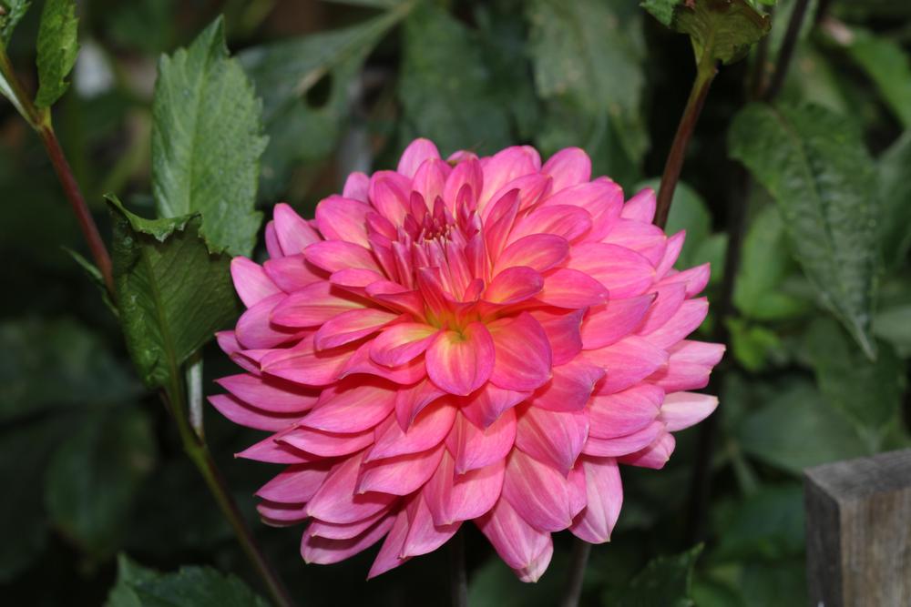 Photo of Dahlia 'Excentric' uploaded by luvsgrtdanes