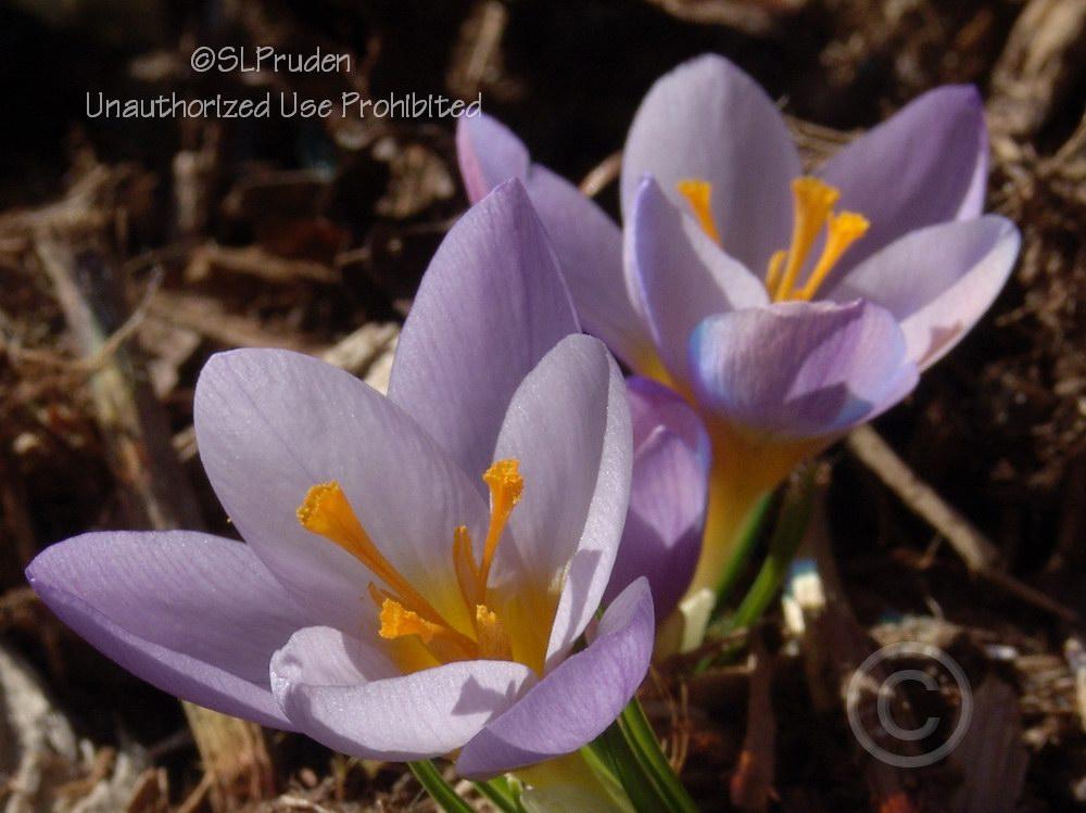 Photo of Crocus (Crocus chrysanthus 'Blue Pearl') uploaded by DaylilySLP