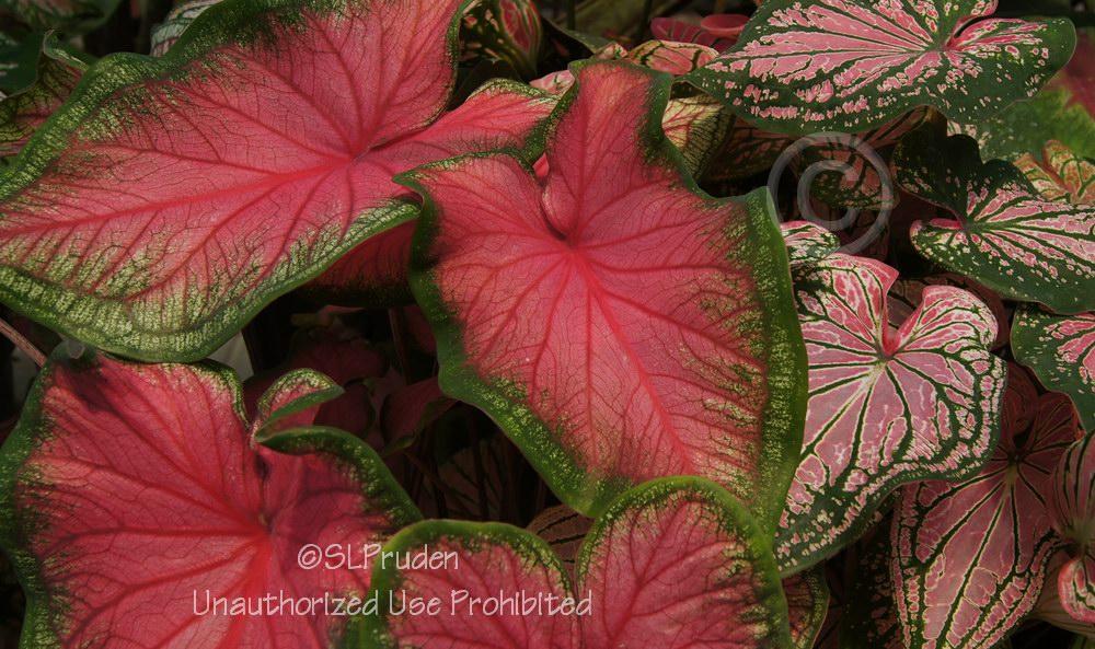 Photo of Lance-leaf Caladium (Caladium 'Florida Sweetheart') uploaded by DaylilySLP