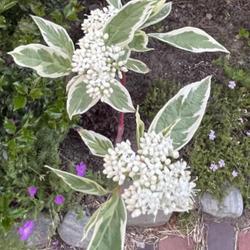 Location: Southern Maine
Date: 05-29-2022
Pretty flowers on a shrub on a long-lived shrub with multi-season