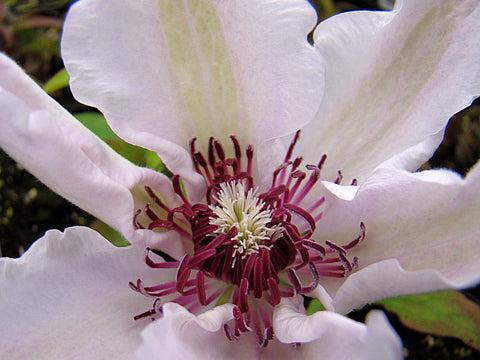 Photo of Clematis 'Otto Frobel' uploaded by Calif_Sue