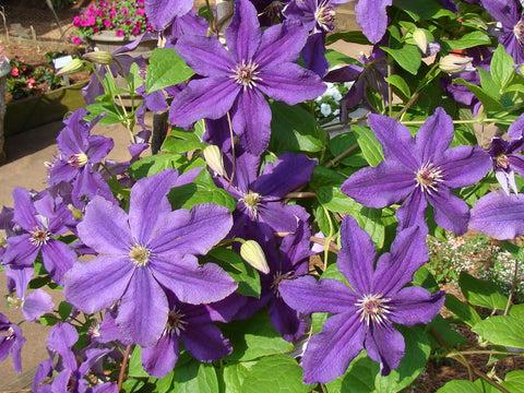 Photo of Clematis 'Marcelina' uploaded by Calif_Sue