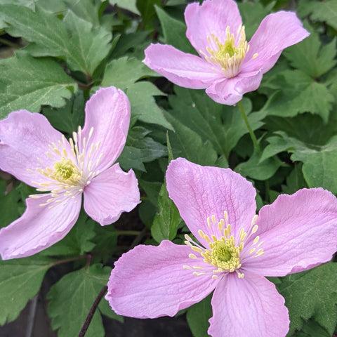 Photo of Clematis (Clematis montana 'Tetrarose') uploaded by Calif_Sue