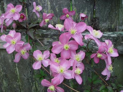 Photo of Clematis (Clematis montana 'Tetrarose') uploaded by Calif_Sue