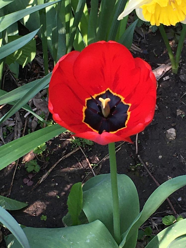 Photo of Tulips (Tulipa) uploaded by antsinmypants