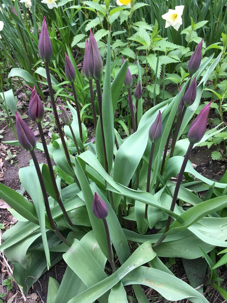 Photo of Tulips (Tulipa) uploaded by antsinmypants