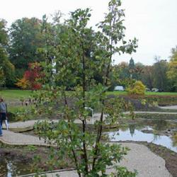 Location: Nationale Plantentuin Meise (Botanical Garden near Brussels)