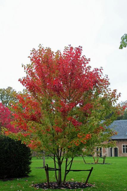 Photo of Freeman's Maple (Acer x freemanii Autumn Blaze®) uploaded by RuuddeBlock