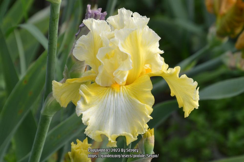 Photo of Tall Bearded Iris (Iris 'Yours Truly') uploaded by Serjio