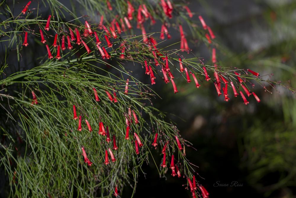 Photo of Firecracker Plant (Russelia equisetiformis) uploaded by Almostdone