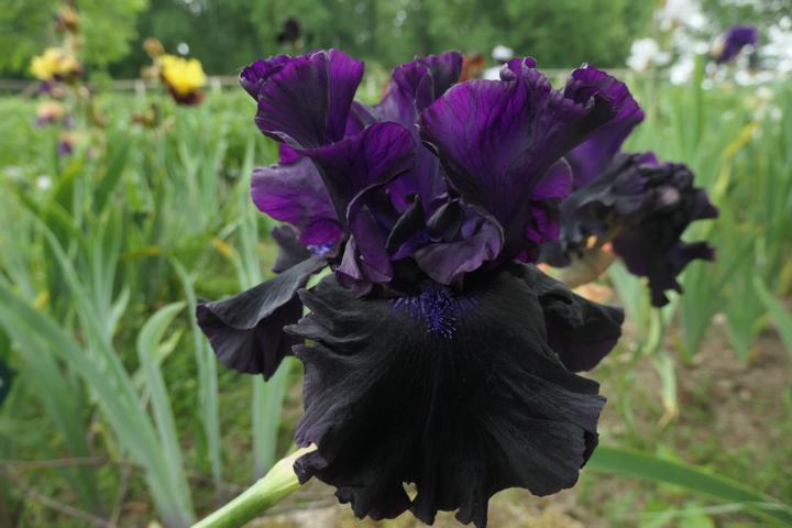 Photo of Tall Bearded Iris (Iris 'Badlands') uploaded by Caruso