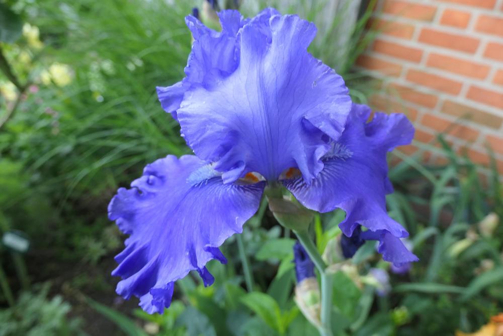 Photo of Tall Bearded Iris (Iris 'Blenheim Royal') uploaded by Caruso