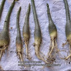 Location: My garden in Tampa, Florida
Date: 2023-01-07
Seedlings went dormant, roots look healthy.