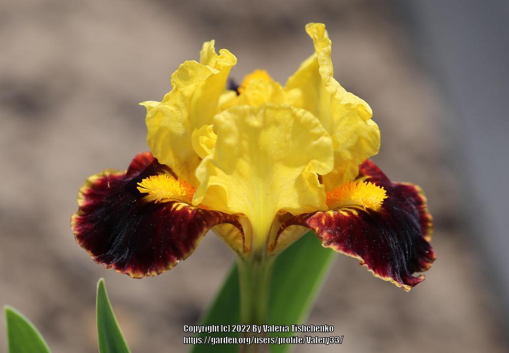 Photo of Standard Dwarf Bearded Iris (Iris 'Exclaim') uploaded by Valery33