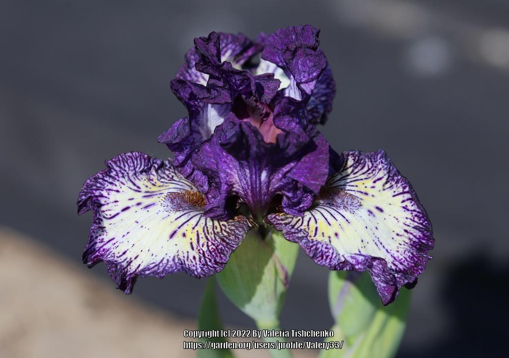 Photo of Intermediate Bearded Iris (Iris 'Fall Line') uploaded by Valery33