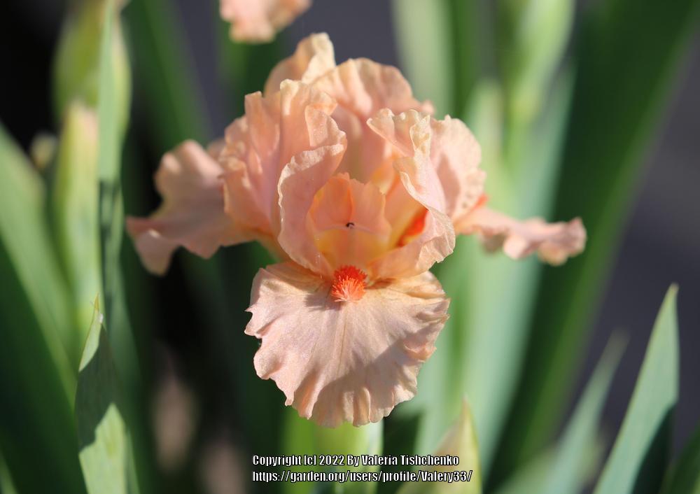 Photo of Standard Dwarf Bearded Iris (Iris 'Energizer Bunny') uploaded by Valery33