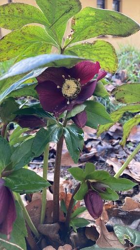 Photo of Lenten Rose (Helleborus orientalis) uploaded by AtaMaj