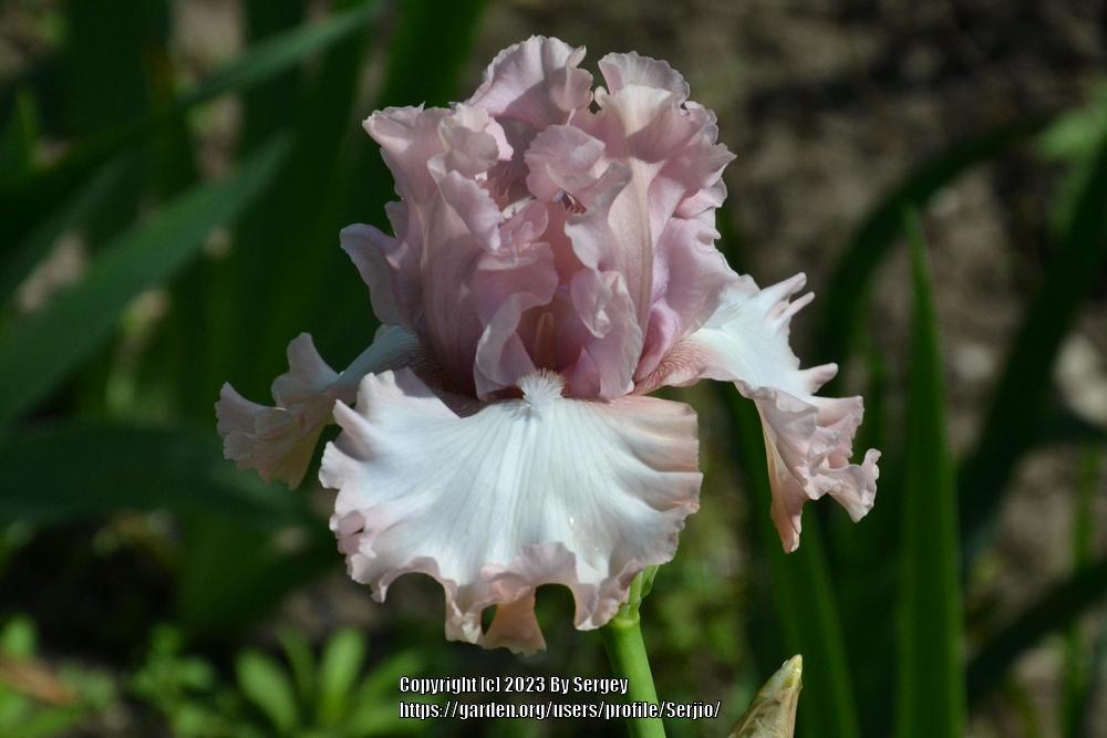 Photo of Tall Bearded Iris (Iris 'What a Beauty') uploaded by Serjio