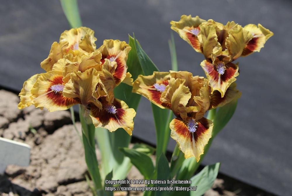 Photo of Standard Dwarf Bearded Iris (Iris 'Eye of Newt') uploaded by Valery33