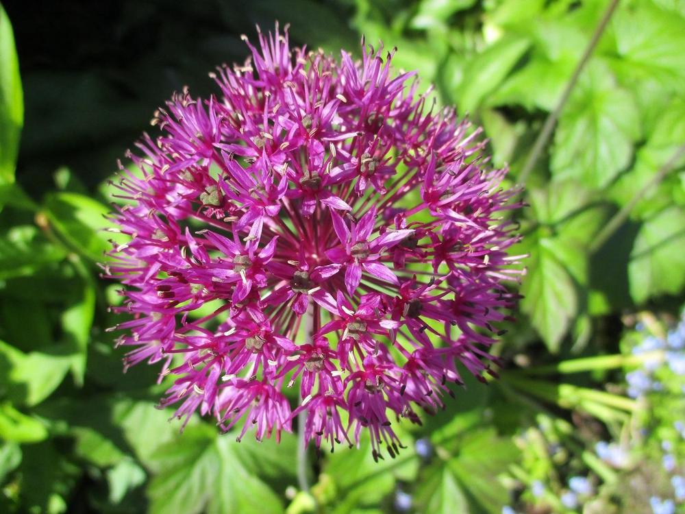 Photo of Flowering Onion (Allium 'Purple Sensation') uploaded by Versicolor
