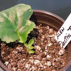 Location: Eagle Bay, New York
Date: 2023-01-09
African Violet (Streptocarpus 'Electric Blue') growing from leaf 