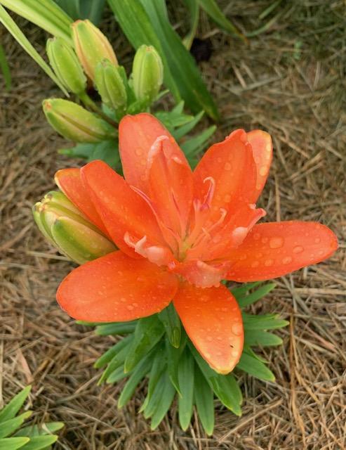 Photo of Dwarf Asiatic Lily (Lilium Lily Looks™ Tiny Double You) uploaded by jkporter