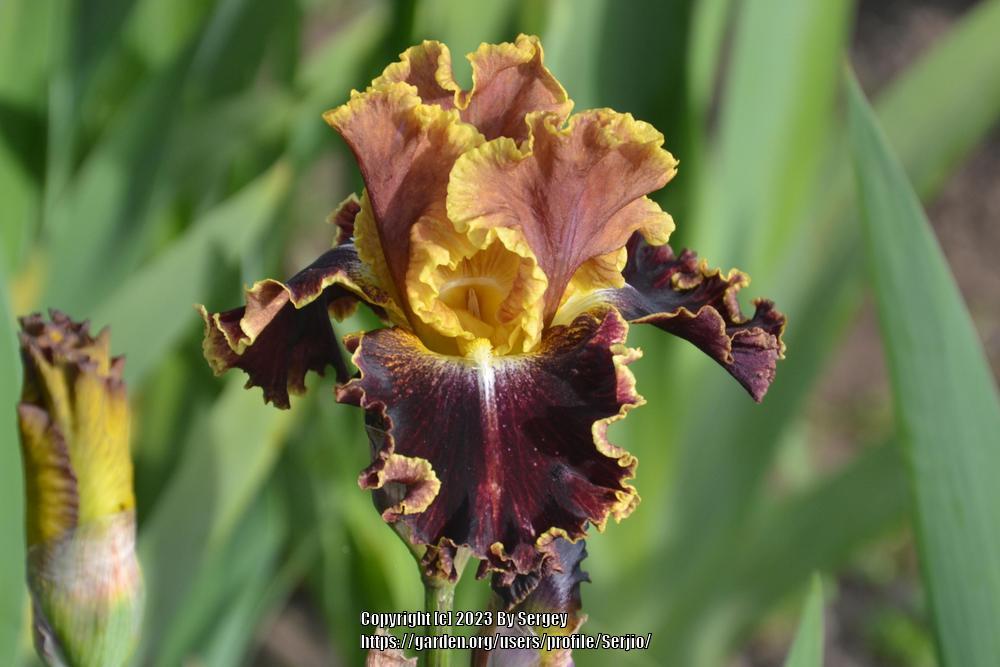 Photo of Tall Bearded Iris (Iris 'Volcanic Glow') uploaded by Serjio