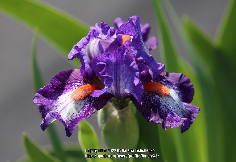 Photo of Standard Dwarf Bearded Iris (Iris 'Electrifying') uploaded by Valery33