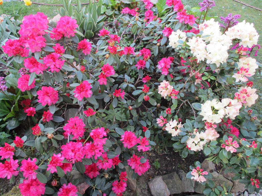Photo of Rhododendrons (Rhododendron) uploaded by Versicolor