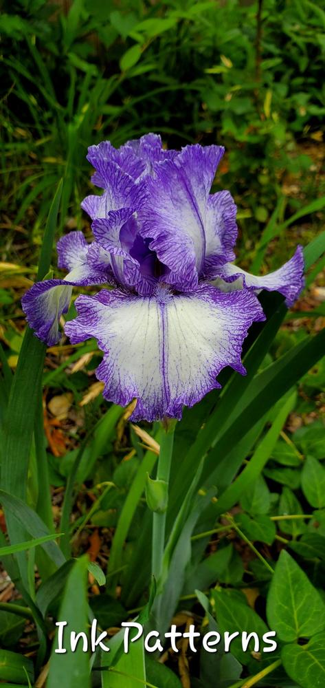 Photo of Tall Bearded Iris (Iris 'Ink Patterns') uploaded by javaMom