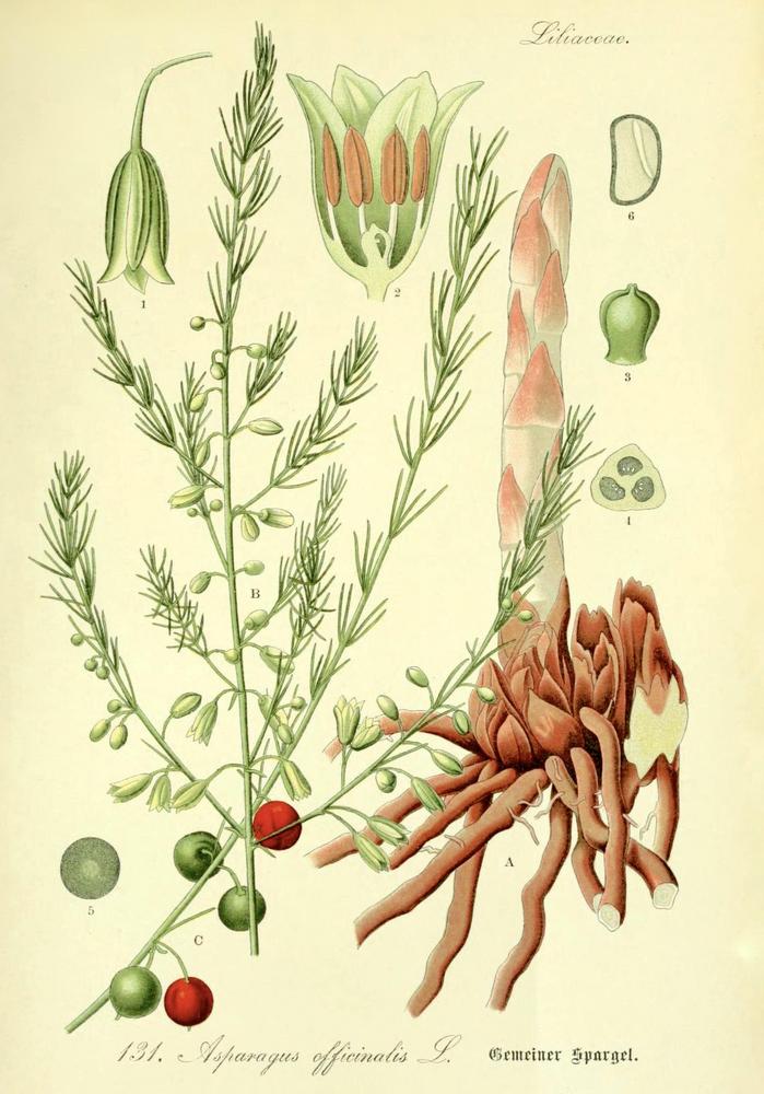 Photo of Asparagus (Asparagus officinalis) uploaded by scvirginia