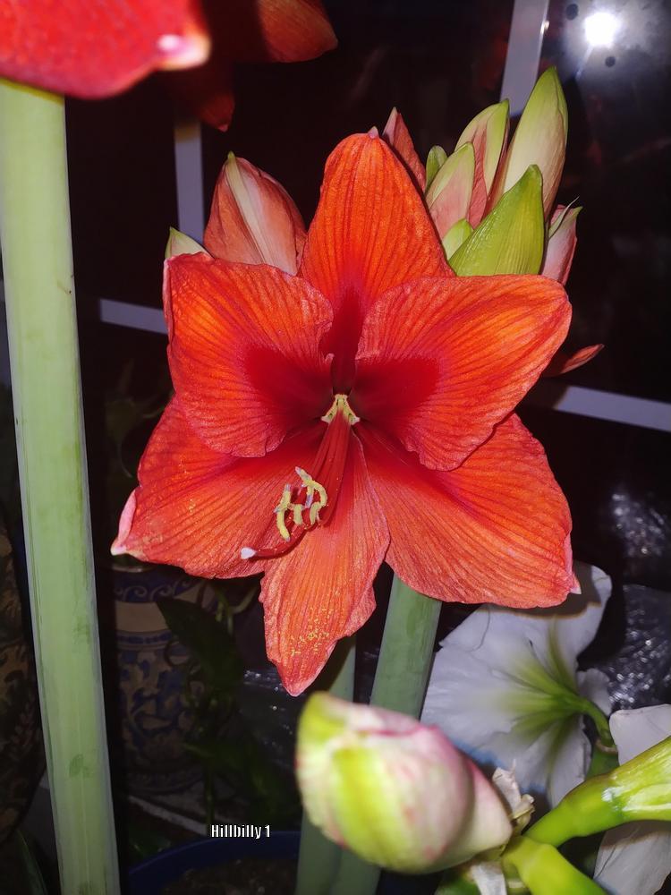 Photo of Amaryllis (Hippeastrum Gold Medal®) uploaded by HoodLily