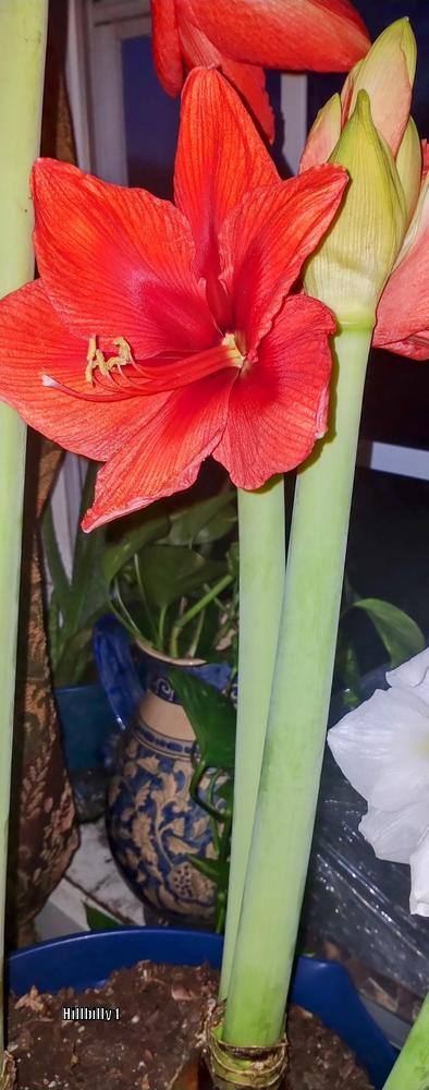 Photo of Amaryllis (Hippeastrum Gold Medal®) uploaded by HoodLily