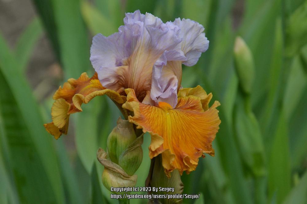 Photo of Tall Bearded Iris (Iris 'Valley of Dreams') uploaded by Serjio