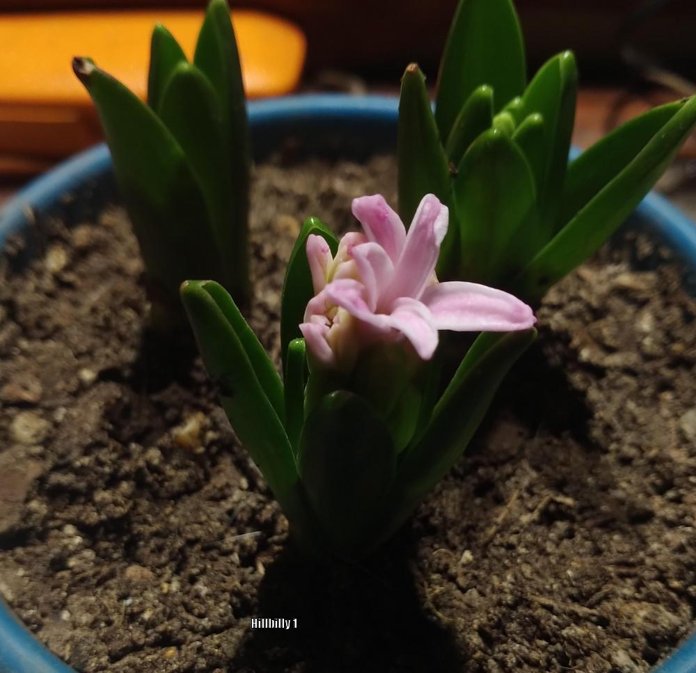 Photo of Hyacinths (Hyacinthus) uploaded by HoodLily