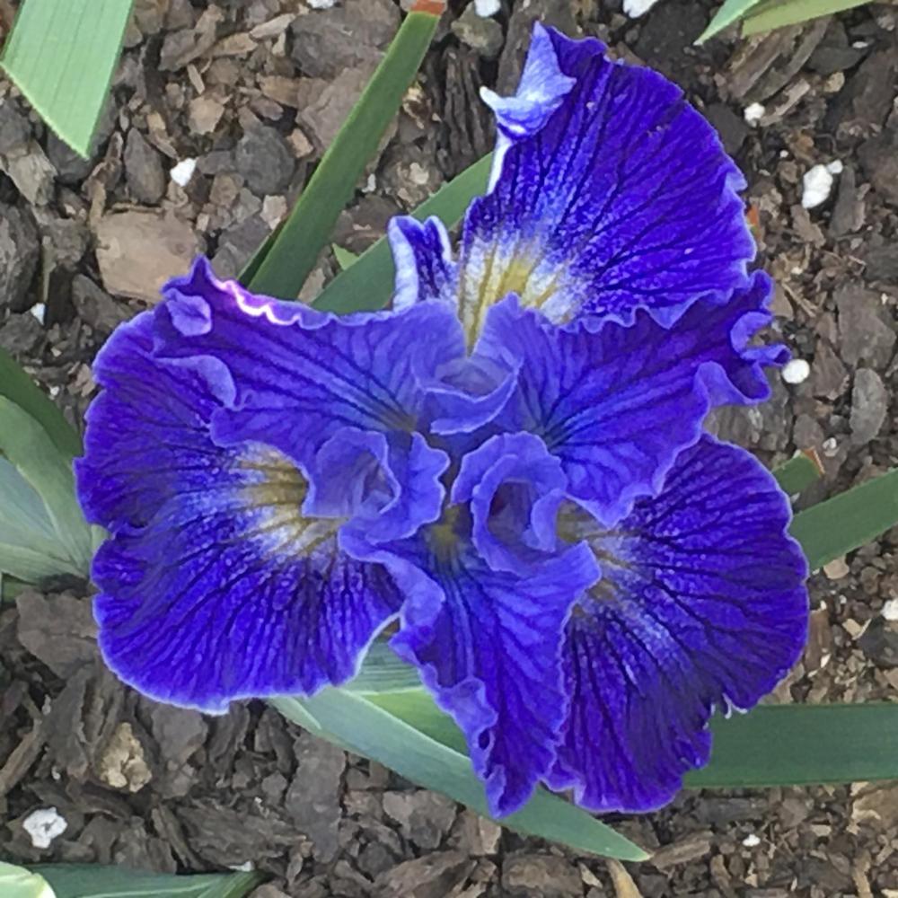 Photo of Pacific Coast Iris (Iris 'Ocean Blue') uploaded by Iraygus