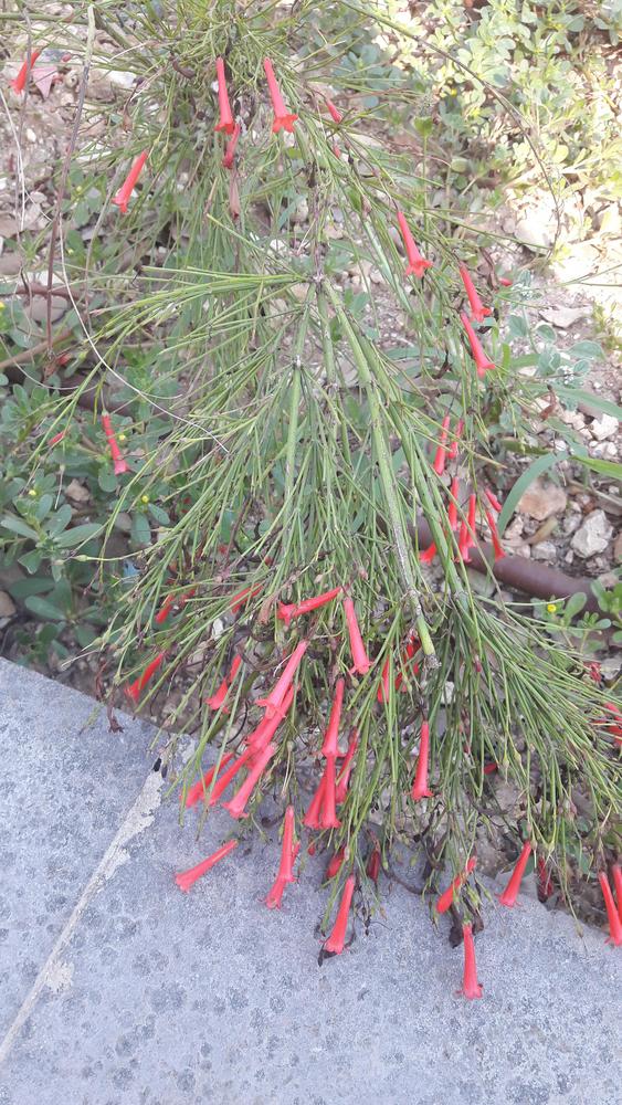 Photo of Firecracker Plant (Russelia equisetiformis) uploaded by skopjecollection
