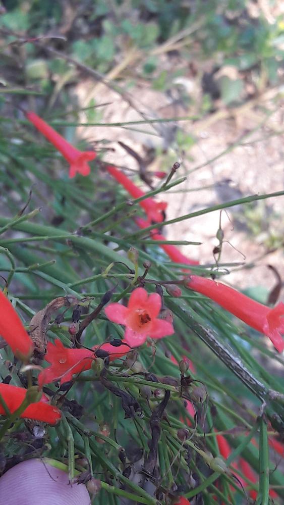 Photo of Firecracker Plant (Russelia equisetiformis) uploaded by skopjecollection