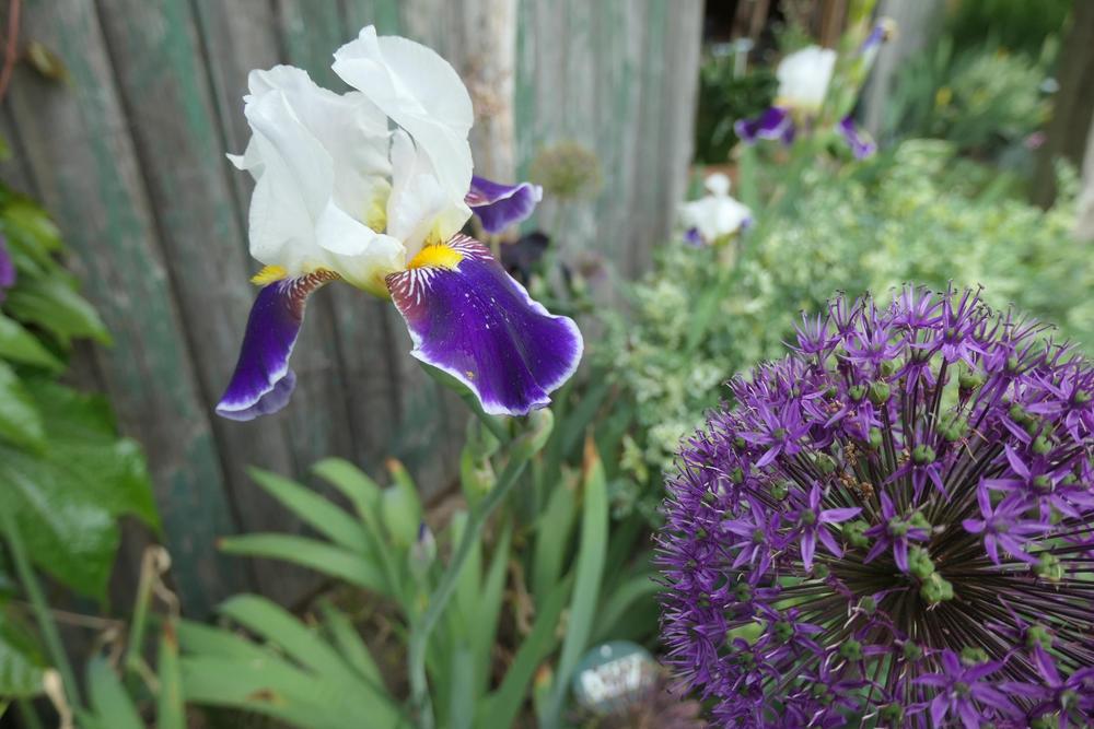 Photo of Tall Bearded Iris (Iris 'Wabash') uploaded by Caruso