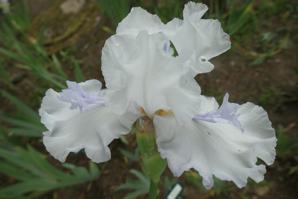 Photo of Tall Bearded Iris (Iris 'Mesmerizer') uploaded by Caruso