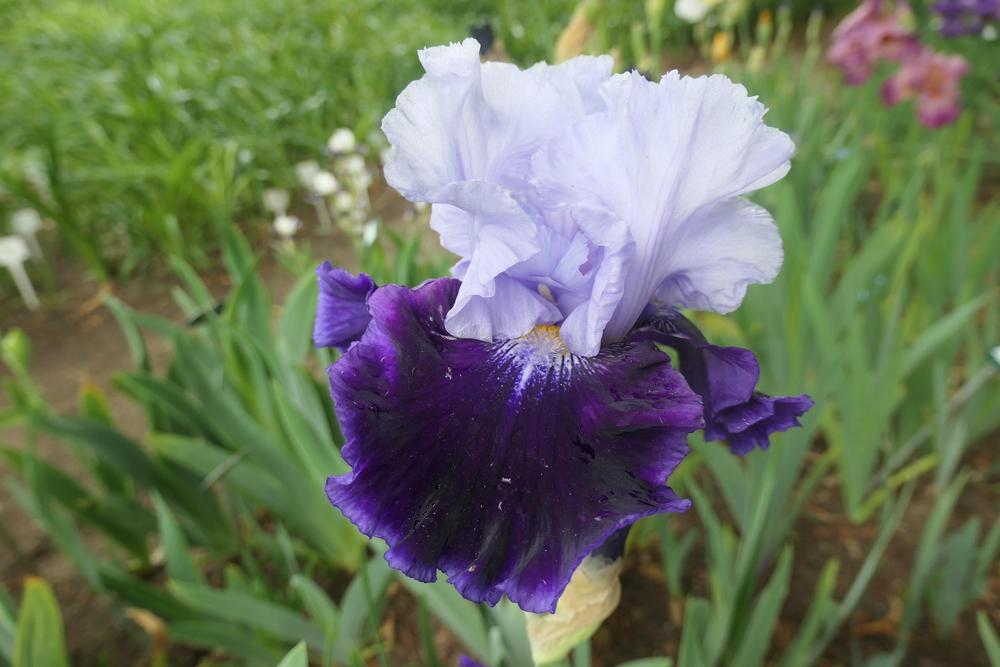 Photo of Tall Bearded Iris (Iris 'High Class') uploaded by Caruso