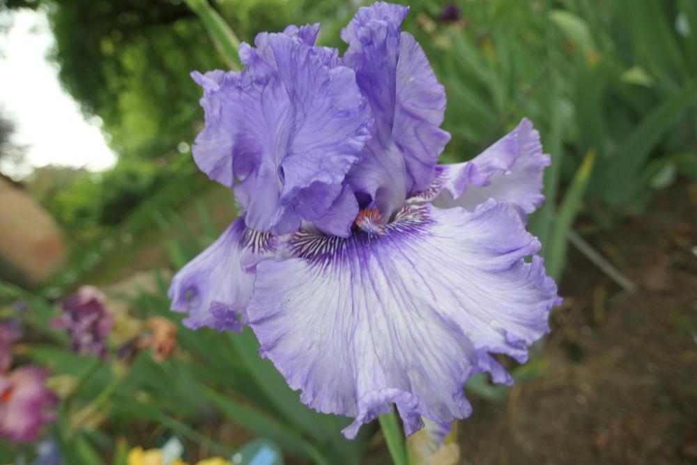 Photo of Tall Bearded Iris (Iris 'Sweet Geisha') uploaded by Caruso