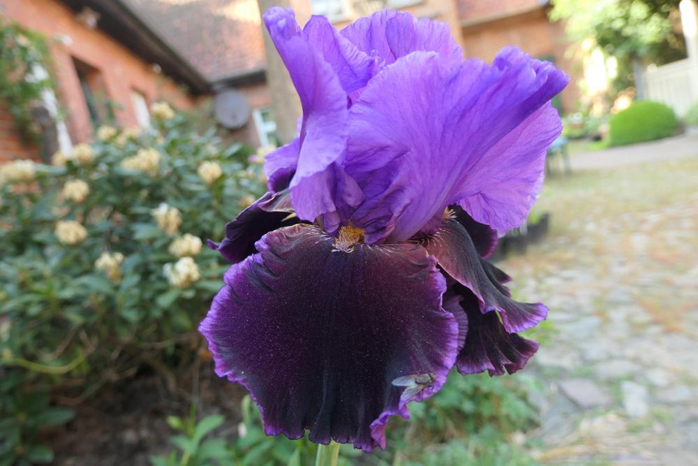 Photo of Tall Bearded Iris (Iris 'Violet Turner') uploaded by Caruso
