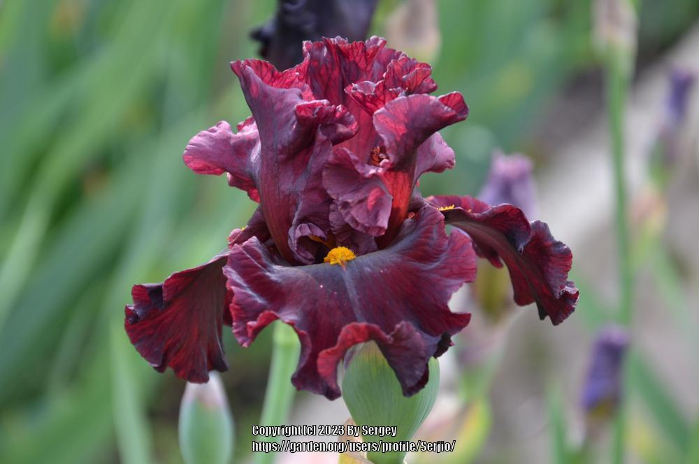 Photo of Tall Bearded Iris (Iris 'Trial by Fire') uploaded by Serjio