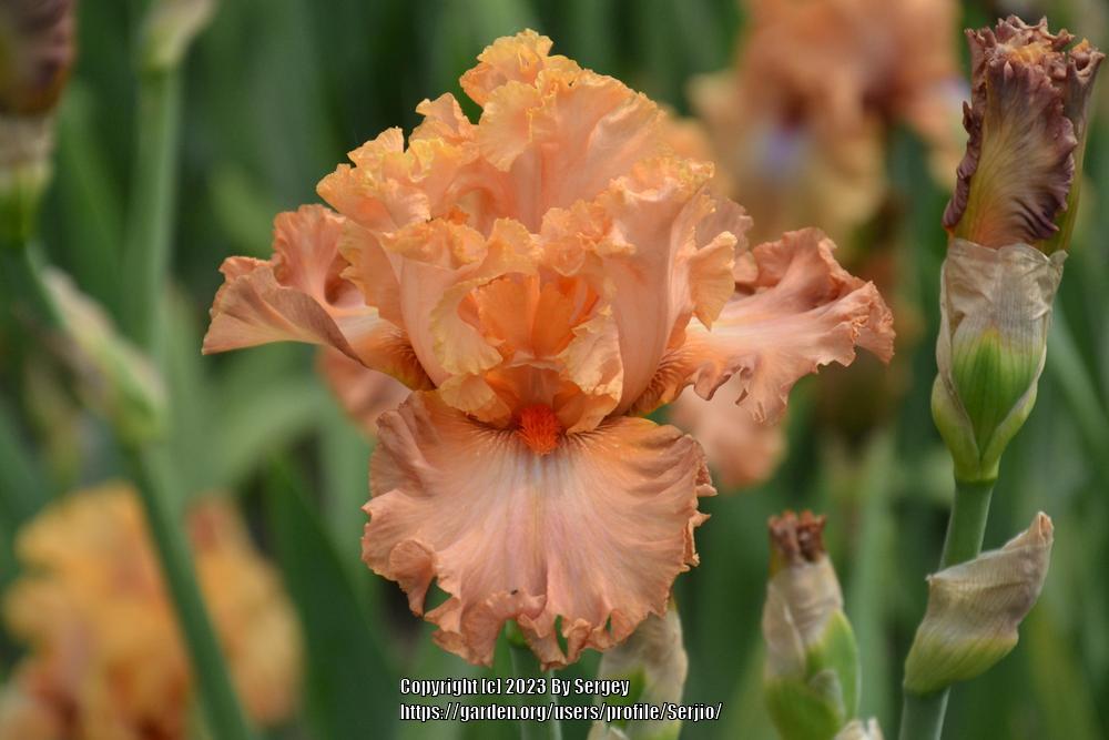 Photo of Tall Bearded Iris (Iris 'Totally Tropical') uploaded by Serjio