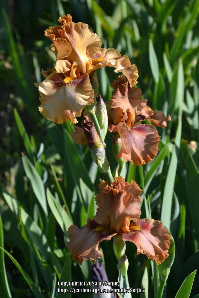 Photo of Tall Bearded Iris (Iris 'Touch of Mahogany') uploaded by Serjio