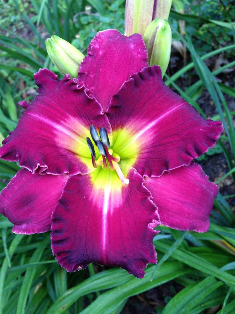 Photo of Daylily (Hemerocallis 'Love in a Vacuum') uploaded by hillbilly
