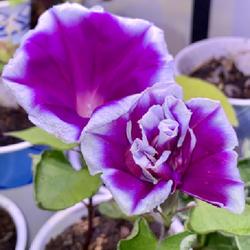 Location: Wilmington, Delaware USA
Growing Japanese morning glories indoors in winter is fun!
